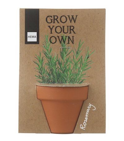 HEMA rosemary growing kit