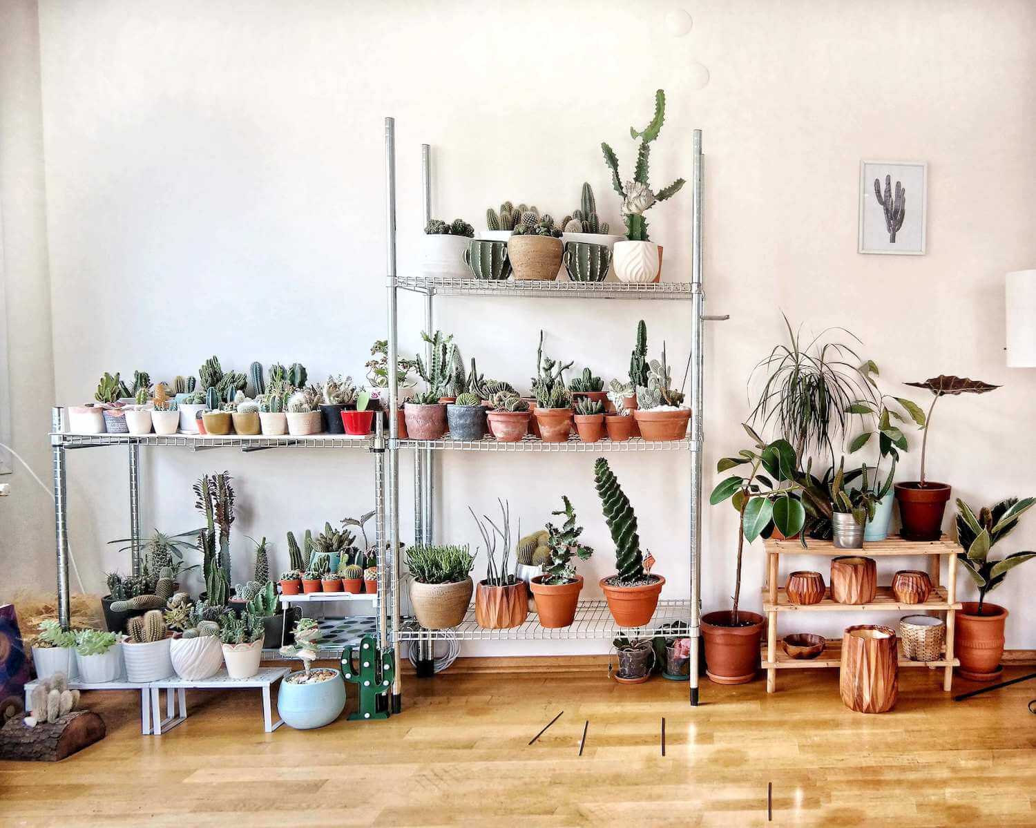 The five easiest house plants to look after